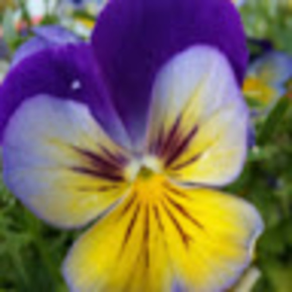 Profile Picture of Lesia Jawny (@lesiajcat) on Poshmark