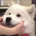 Profile Picture of ง۶小ネットのみ࿐ (@juncheng5553) on Instagram