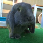 Profile Picture of Johnny&Josefine = JJ💕 (@swissrabbits) on Instagram