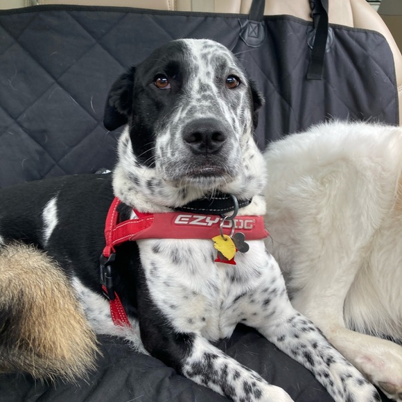 Profile Picture of Eleyna Dubrow (@eleynadubrow) on Poshmark