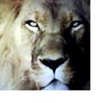 Profile Picture of Joe Marlow (@joe.marlow.351) on Instagram