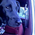 Profile Picture of Amanda Holliday (@lovesturtles85) on Flickr