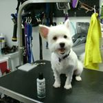 Profile Picture of Brenda Ledbetter (@mobile.dog.groomer) on Instagram