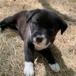 Tracy Shafer - Instagram Profile Picture of Tracy Shafer (@tracymcconnellshafer) on Instagram