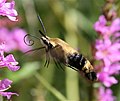 Hemaris diffinis - Wikipedia Profile Picture of Hemaris diffinison Wikipedia