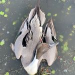 Profile Picture of Justin Vandergriff (@jdv_taxidermy) on Instagram