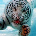 Profile Picture of Jason Campion (@francisjcampion) on Instagram