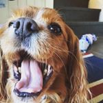 Profile Picture of Sammy Nordstrom (@sammypaws12345) on Instagram