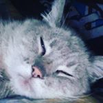 Snowball - Instagram Profile Picture of Snowball (@snowbeezy0331) on Instagram