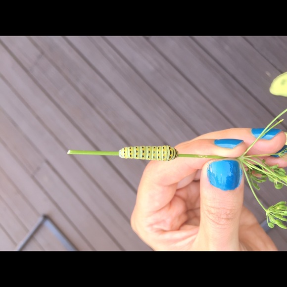 Profile Picture of Carrie Bendik (@clbsmb) on Poshmark