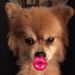 Profile Picture of Danielle Kehner (@dkehner) on Pinterest
