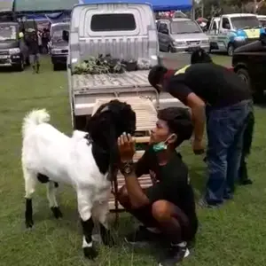 Profile Picture of Onggojoyo Farm (@onggojoyo_farm35) on Tiktok