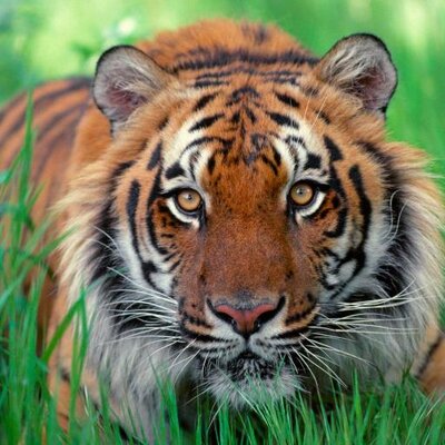 Profile Picture of Rosa López-Fuster (@xeper3) on Twitter