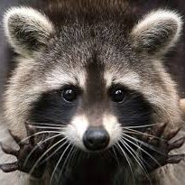 Profile Picture of Anonymous Raccoon (@NicoleBoland321) on Twitter