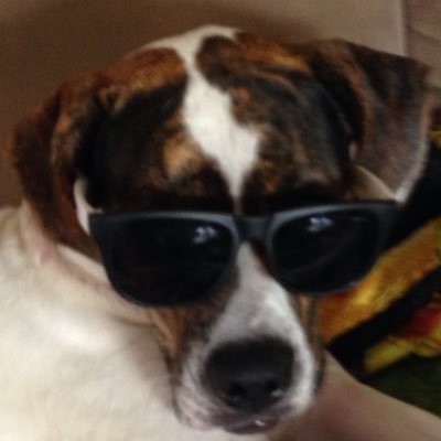 Profile Picture of Logan Collins (@joseph_falk) on Twitter