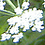 Profile Picture of Janice Edwards (@downtown.conroy) on Flickr