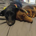 Profile Picture of Joan And Sonny (@okie.weiner.dogs) on Instagram