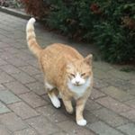 Profile Picture of Walter Groh (@hullibutz) on Instagram