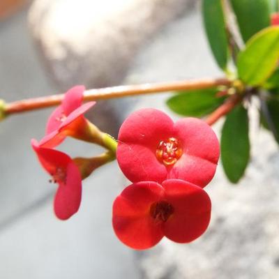 Profile Picture of Jacob Morand (@JacobMorand) on Twitter