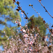 Profile Picture of Alice Hui (@alicehui3579) on Youtube