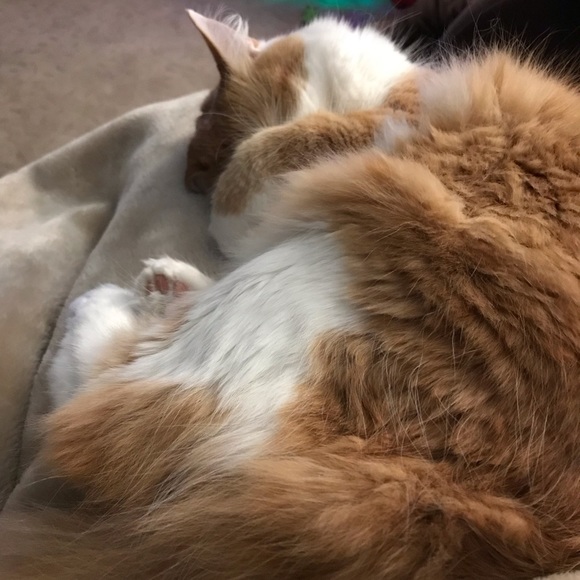 Profile Picture of Kelly Spaugh (@mskelly505) on Poshmark