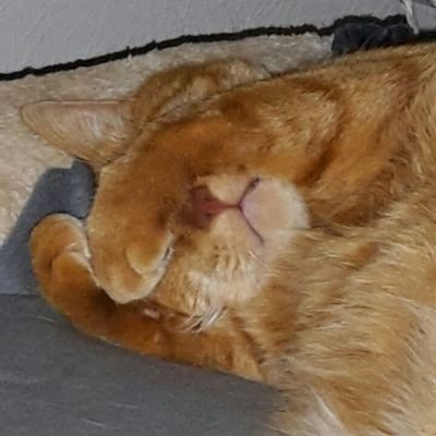 Profile Picture of Thomas Hoppe (@ThomasHoppe14) on Twitter