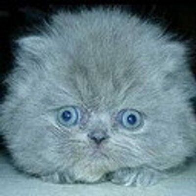Profile Picture of Rene Berthoff (@ReneBerthoff) on Twitter