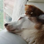 Profile Picture of 最愛貓狗❤️ 猫が大好き (@meow_wongjai_husky_bambi) on Instagram