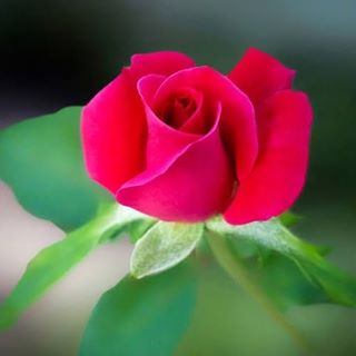 Profile Picture of Sri Lakshmi Tummala (@srilakshmi.tummala.90) on Facebook