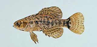 Profile Picture of Pygmy sunfish - Wikipedia, the free encyclopediaon Wikipedia