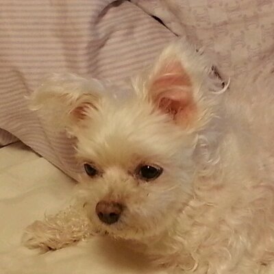 Profile Picture of YUKIKO MORI (@DobinRon) on Twitter