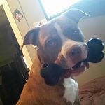 Profile Picture of David Miller (@diesel.pharoh) on Instagram