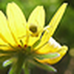 Profile Picture of Peregrine Jac (@peregrine jac) on Flickr