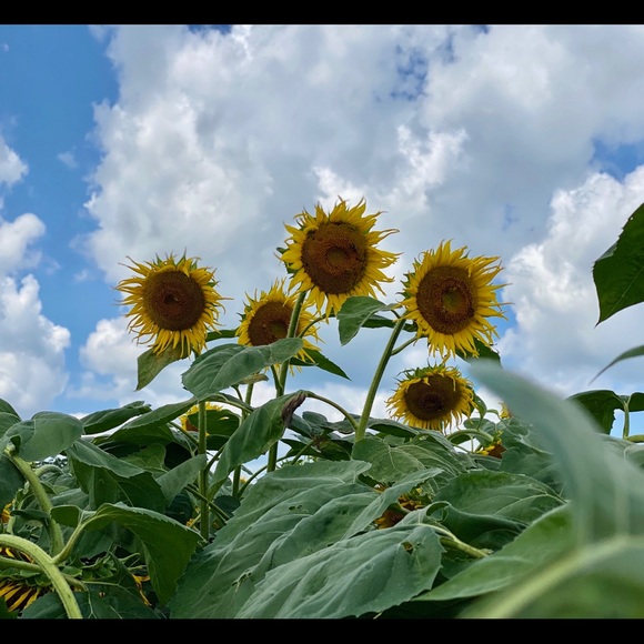 Profile Picture of Alexa Mirabile (@lextacular) on Poshmark