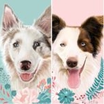 Profile Picture of Maya & Bruce Border Collie (@mayaebruce) on Instagram