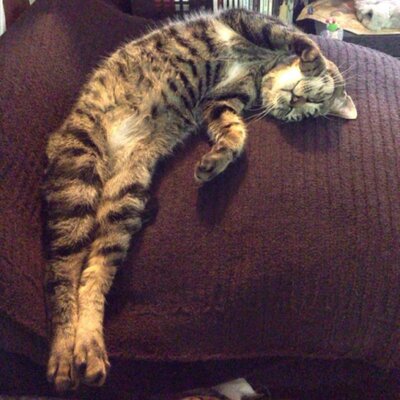 Profile Picture of TORU ARAHATA (@safariman07) on Twitter