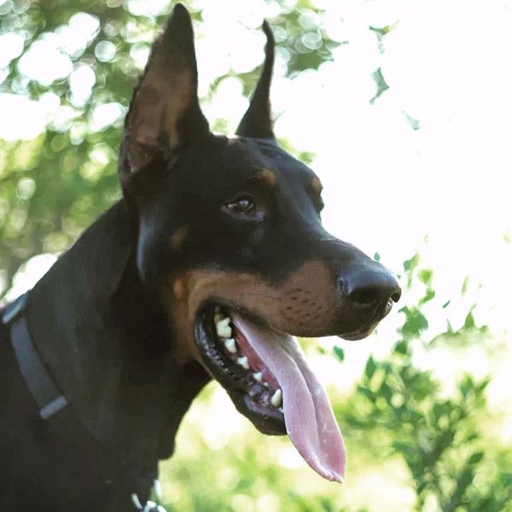 Profile Picture of Troy Doberman (@troyanhorse) on Tiktok