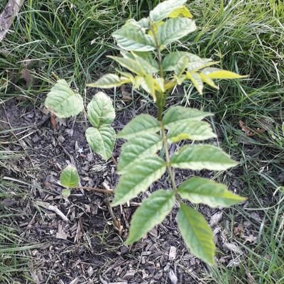 Profile Picture of A.J.Cavanagh (@NurseAlisonC) on Twitter