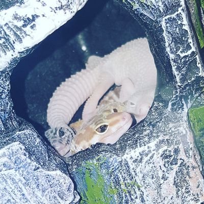 Profile Picture of Little Leos (@AlexaFinan) on Twitter