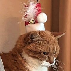 Profile Picture of Karin Schell (@karin.schell8) on Tiktok