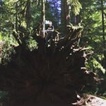 Profile Picture of Stephen Remington (@remington_steel99) on Instagram