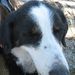 Profile Picture of Caryn Holmes (@carynjholmes) on Pinterest