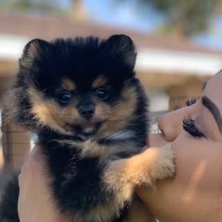 Bear Rocky Norman 🐾 - Instagram Profile Picture of Bear Rocky Norman 🐾 (@bear_thepom19) on Instagram