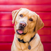 Profile Picture of Christopher Wright (@ChristopherWrighttoff955) on Youtube