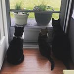 Profile Picture of Animal, Alice & Oswald (@3kristalkitties) on Instagram