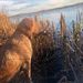 Profile Picture of Scott Stenstrom (@okbing1976) on Pinterest