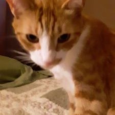 Profile Picture of Joshua Kale (@JoshuaKale15) on Twitter