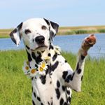 Profile Picture of Lara&Paula (@paula_punkthund) on Instagram