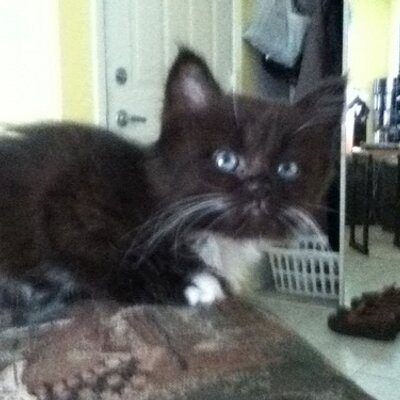 Profile Picture of François Coulombe (@granpou) on Twitter