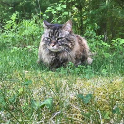 Profile Picture of Patricia Altieri (@PatriciaAltier3) on Twitter